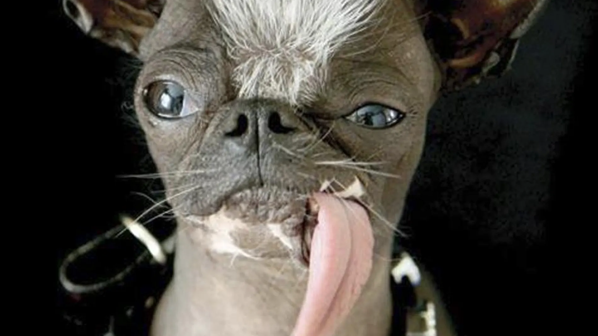 El animal ganó el título de perro más feo del mundo en 2007