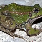 Rana común (Pelophylax perezi)