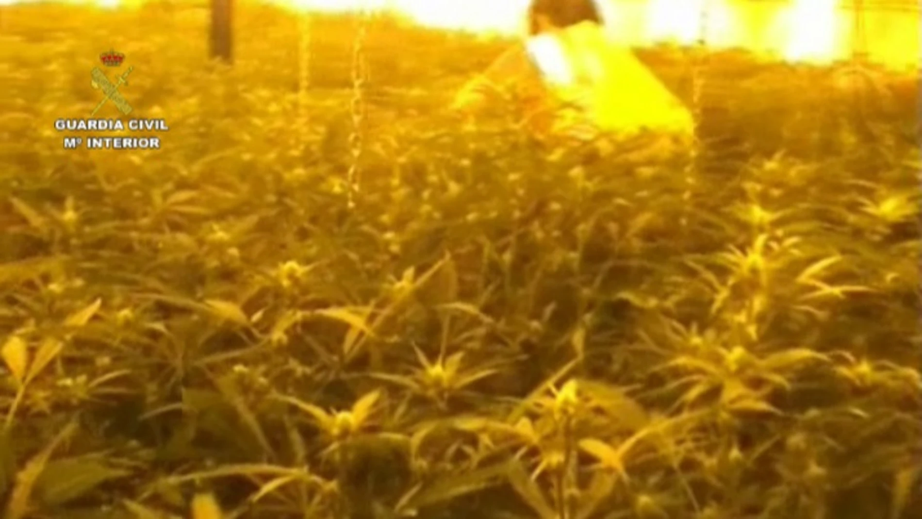 Intervenidas 12.000 plantas de marihuana antes de ser distribuidas por Europa