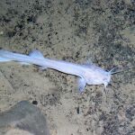 Un pez ciego fotografiado en el transcurso de las labores de rescate de Cecilio López