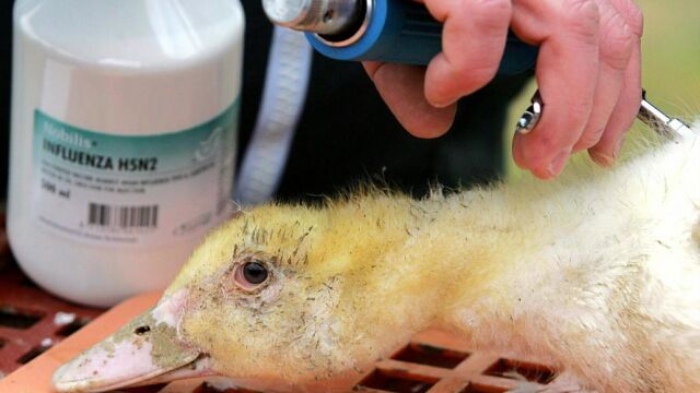 La cepa H5N2 es una de las más contagiosas, y ya ha sido detectada en otros lugares y en otras ocasiones. En la imagen, vacunación de un pato en Francia, en 2006