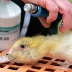 La cepa H5N2 es una de las más contagiosas, y ya ha sido detectada en otros lugares y en otras ocasiones. En la imagen, vacunación de un pato en Francia, en 2006