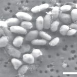 Un avance en biología sintética impulsa la segunda revolución industrial