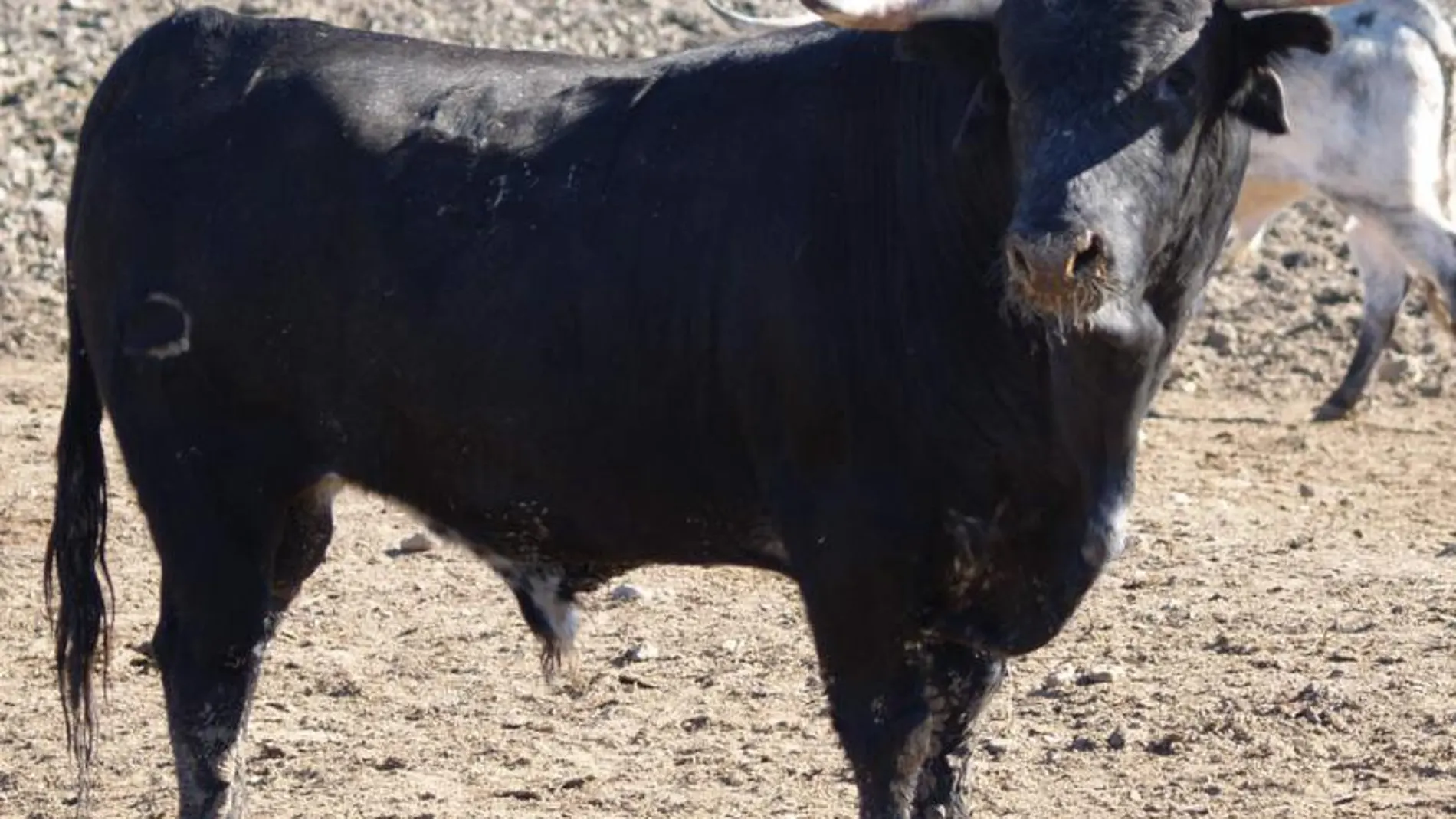 Conocidos los doce novillos de «6 Sueños 1 Torero»