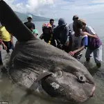  Un «monstruo» marino en aguas de Indonesia