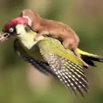  El vuelo de una comadreja a lomos de un pájaro