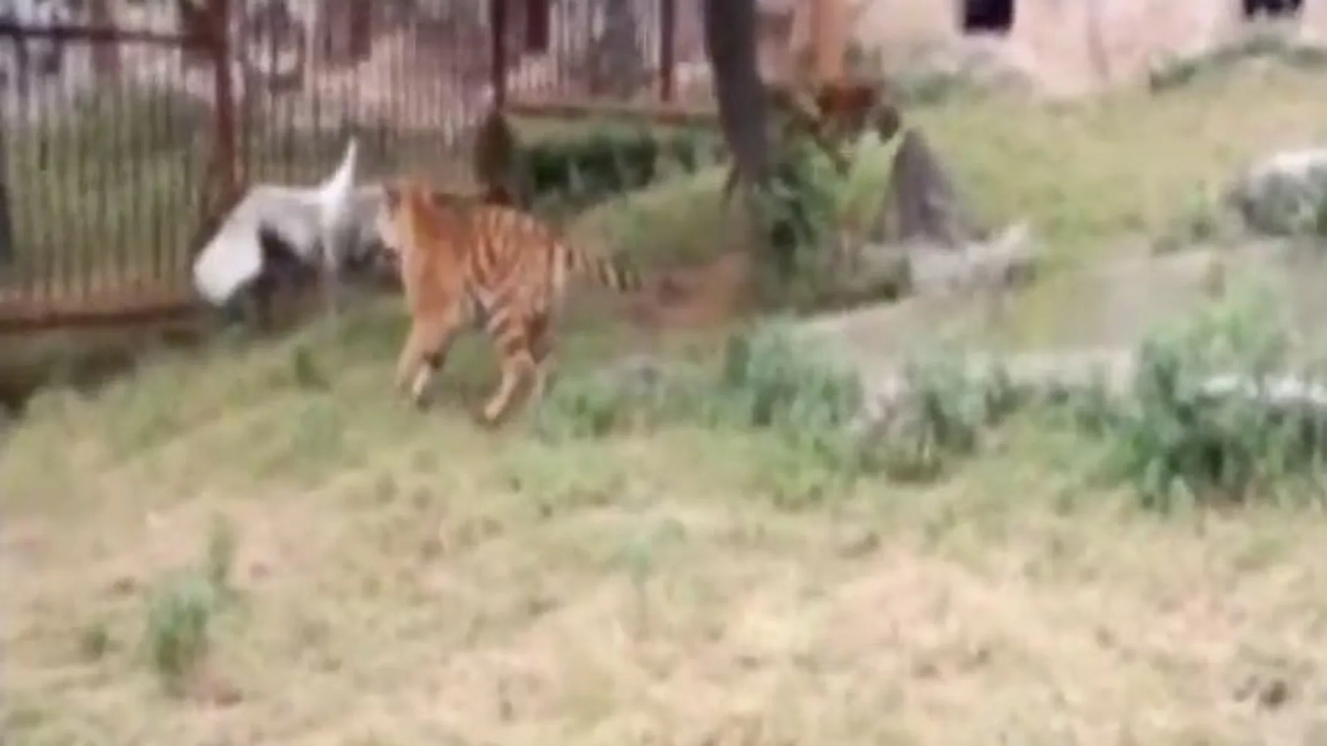 Una grulla planta cara a unos tigres en un zoo chino