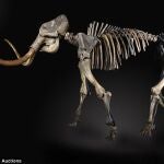 Esqueleto de un mamut subastado recientemente
