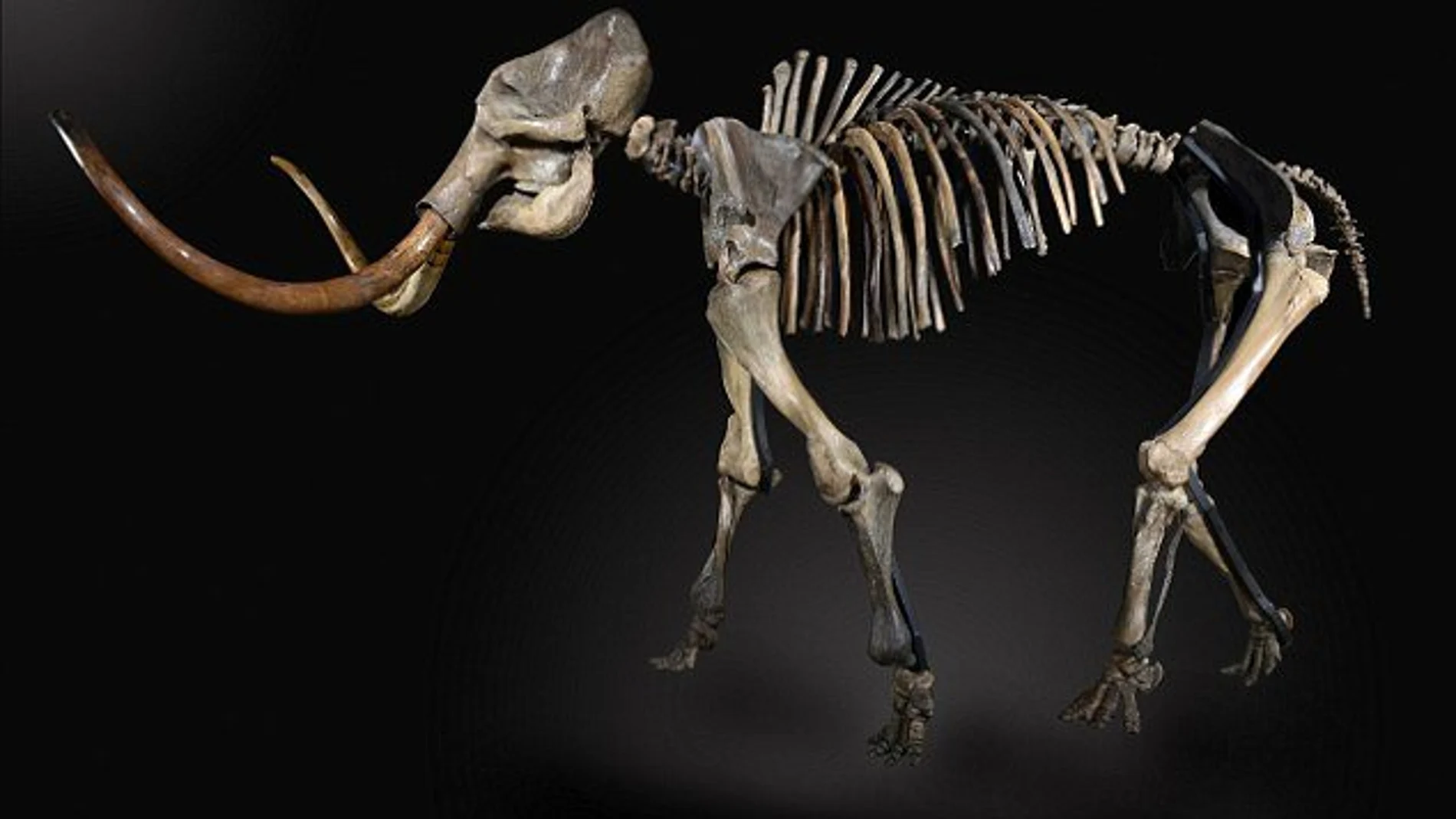 Esqueleto de un mamut subastado recientemente