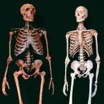 Fotografía sin fecha del esqueleto de un humano moderno (d) y de un hombre del Neardental (i)