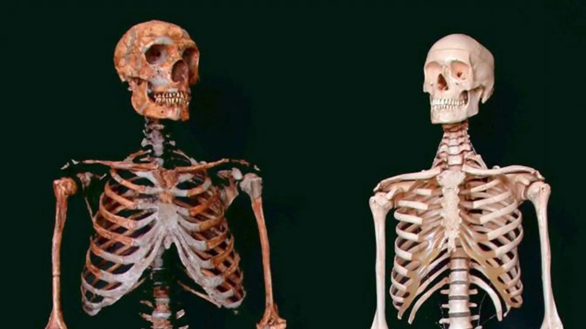 Fotografía sin fecha del esqueleto de un humano moderno (d) y de un hombre del Neardental (i)