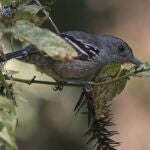 Batará variable (Thamnophilus caerulescens) uno de los representantes más comunes de los Thamnophilos, un grupo de aves especializados en la vida en el interior del bosque neotropical.