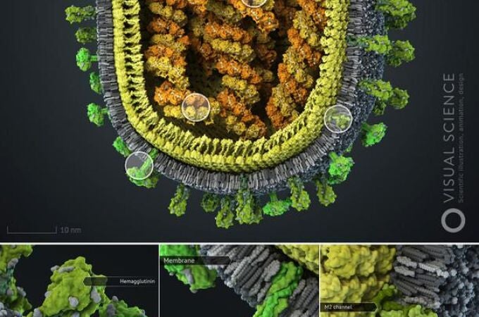 El mejor modelo en 3D del virus de la gripe