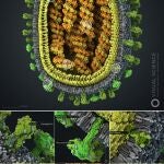 El mejor modelo en 3D del virus de la gripe