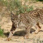 Diez linces ibéricos habitan en Extremadura tras la reintroducción iniciada en 2014