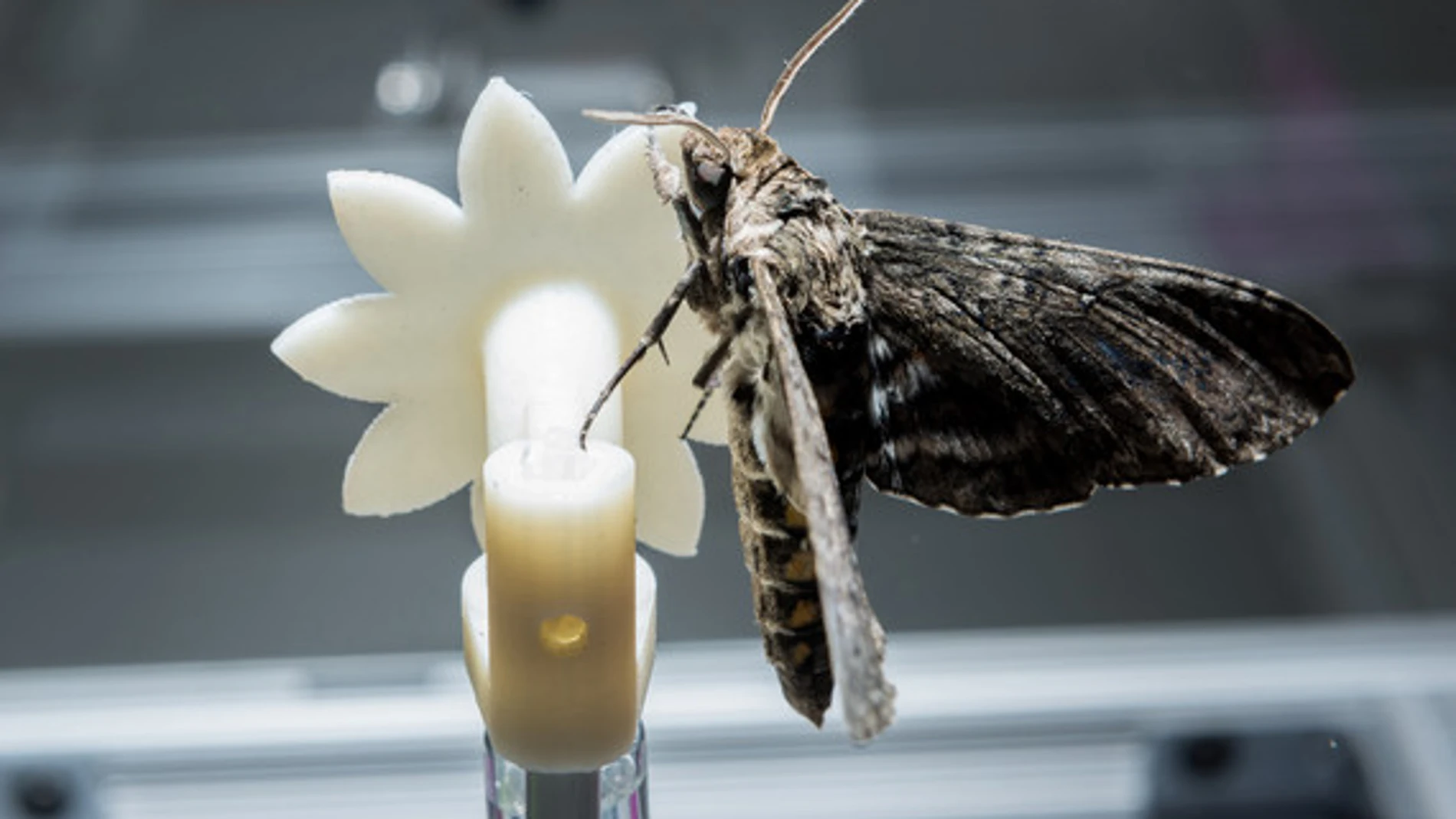 Un ejemplar de polilla halcón intentando alimentarse de una de las flores robóticas utilizadas en el estudio