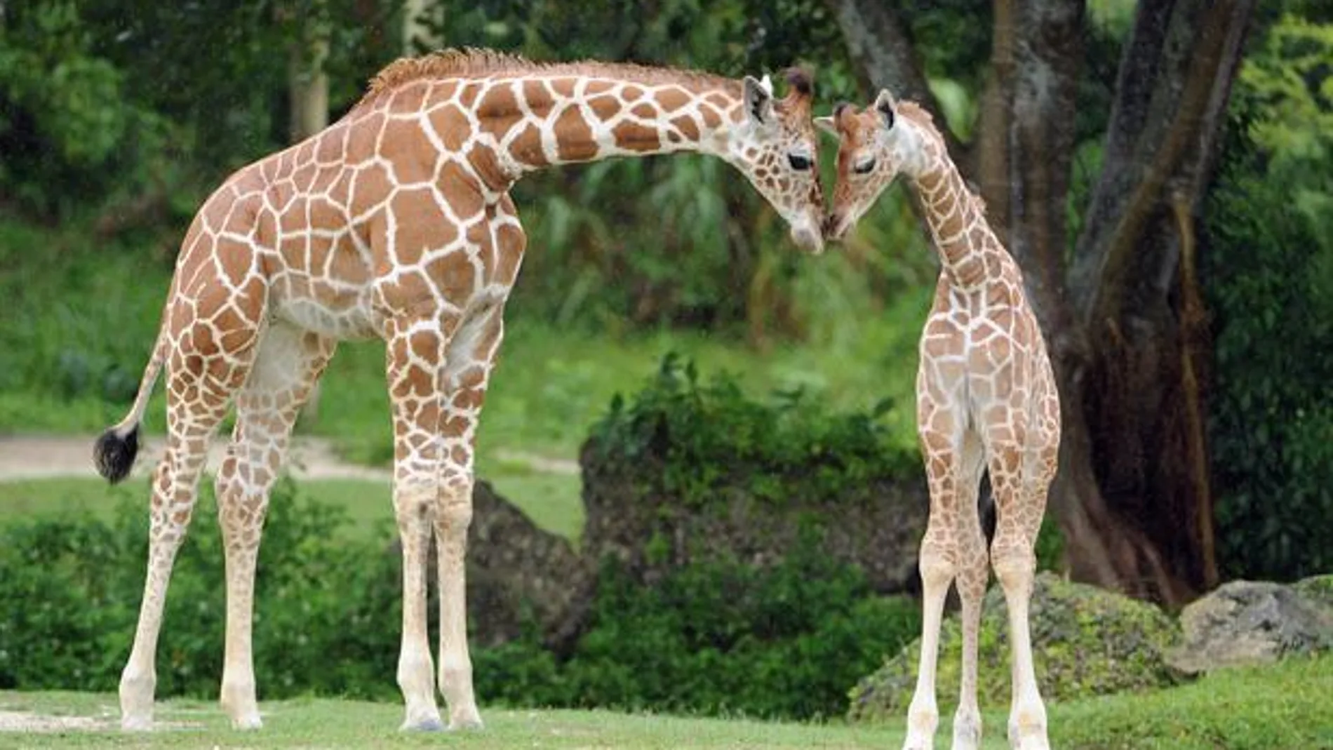 Dos pequeñas jirafas, la nueva atracción del Zoo de Miami