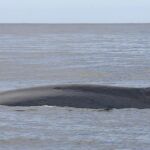 Avistan cuatro ballenas comunes en Dénia