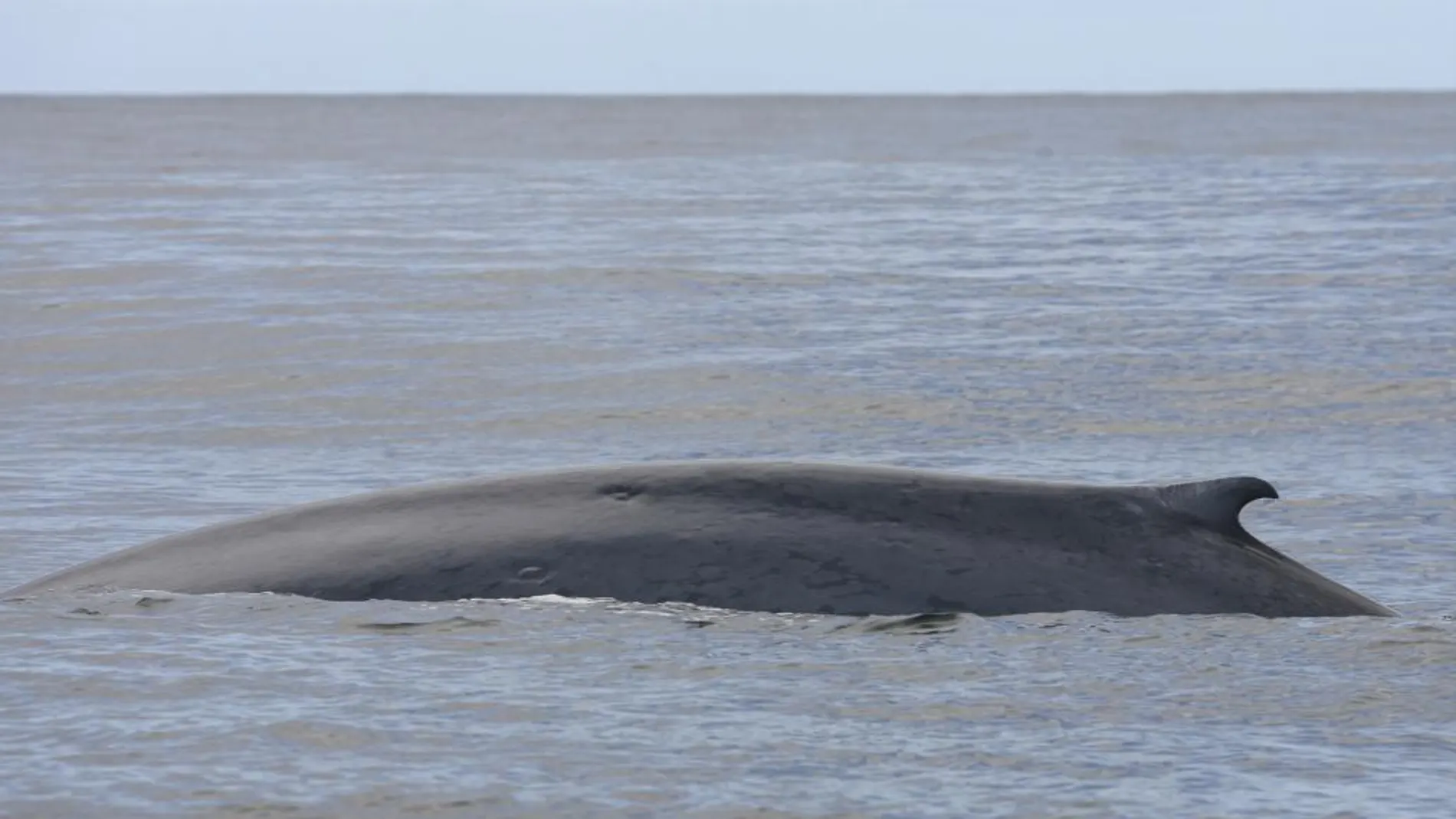 Avistan cuatro ballenas comunes en Dénia