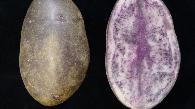 Investigadores vascos crean unas patatas moradas