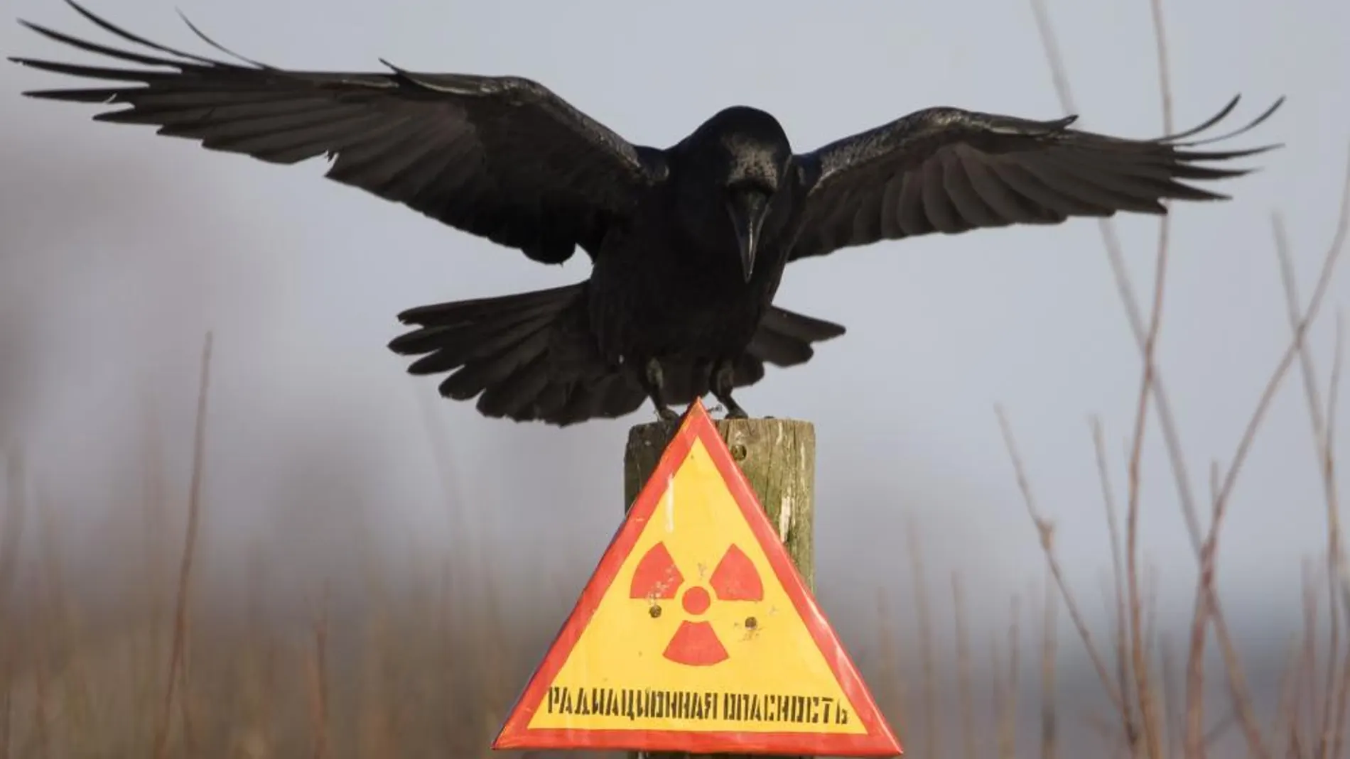Un cuervo en una de las zonas afectadas por la explosión de Chernobyl