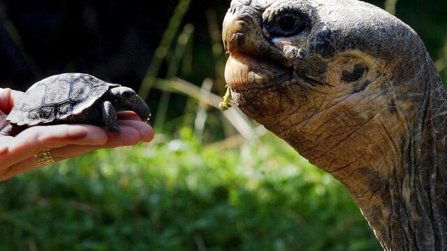 Una tortuga gigante junto a una cría en un zoo de Suiza, en una imagen de archivo
