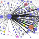 Gráfico sobre las redes de idiomas de los editores multilingües de la Wikipedia