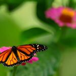 Nace el primer plan de conservación de mariposas