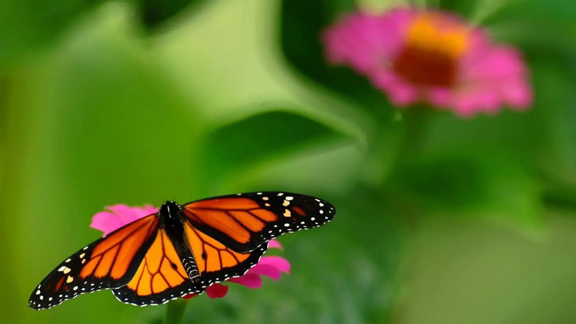 Nace el primer plan de conservación de mariposas