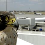 Un halcón encargado en el aeropuerto de Budapest de proteger a los aviones de los pájaros