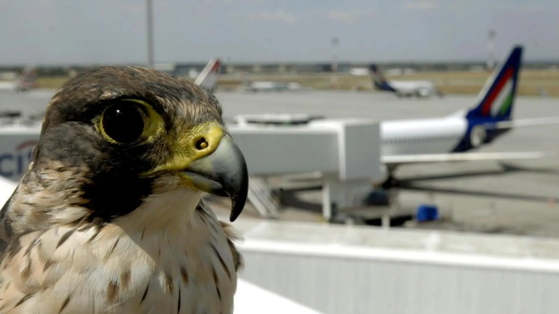 Un halcón encargado en el aeropuerto de Budapest de proteger a los aviones de los pájaros