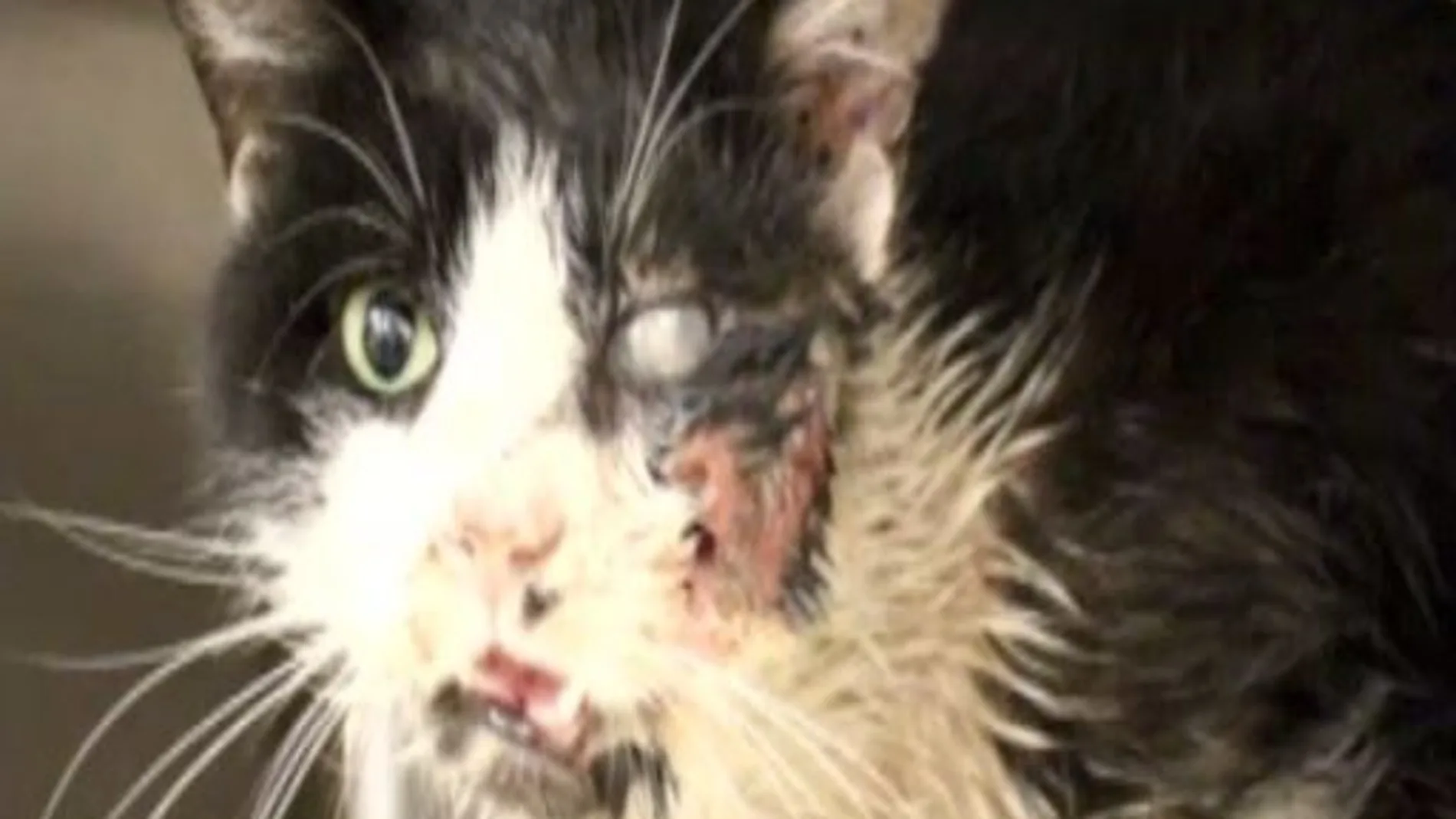 Bart, el gato zombi que salió de su tumba