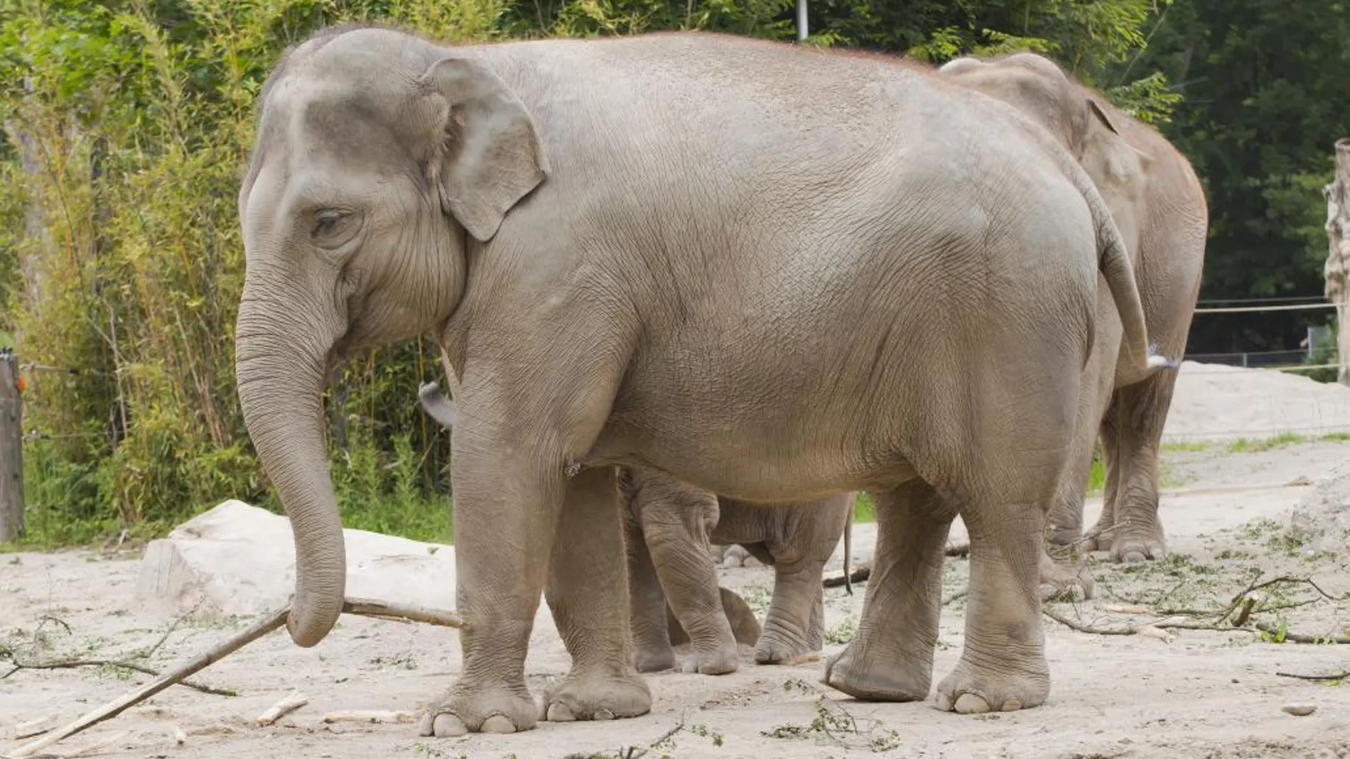 Imagen de un elefante asiático como el intervenido por el Seprona