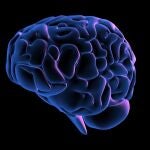 Cómo fotocopiar el cerebro