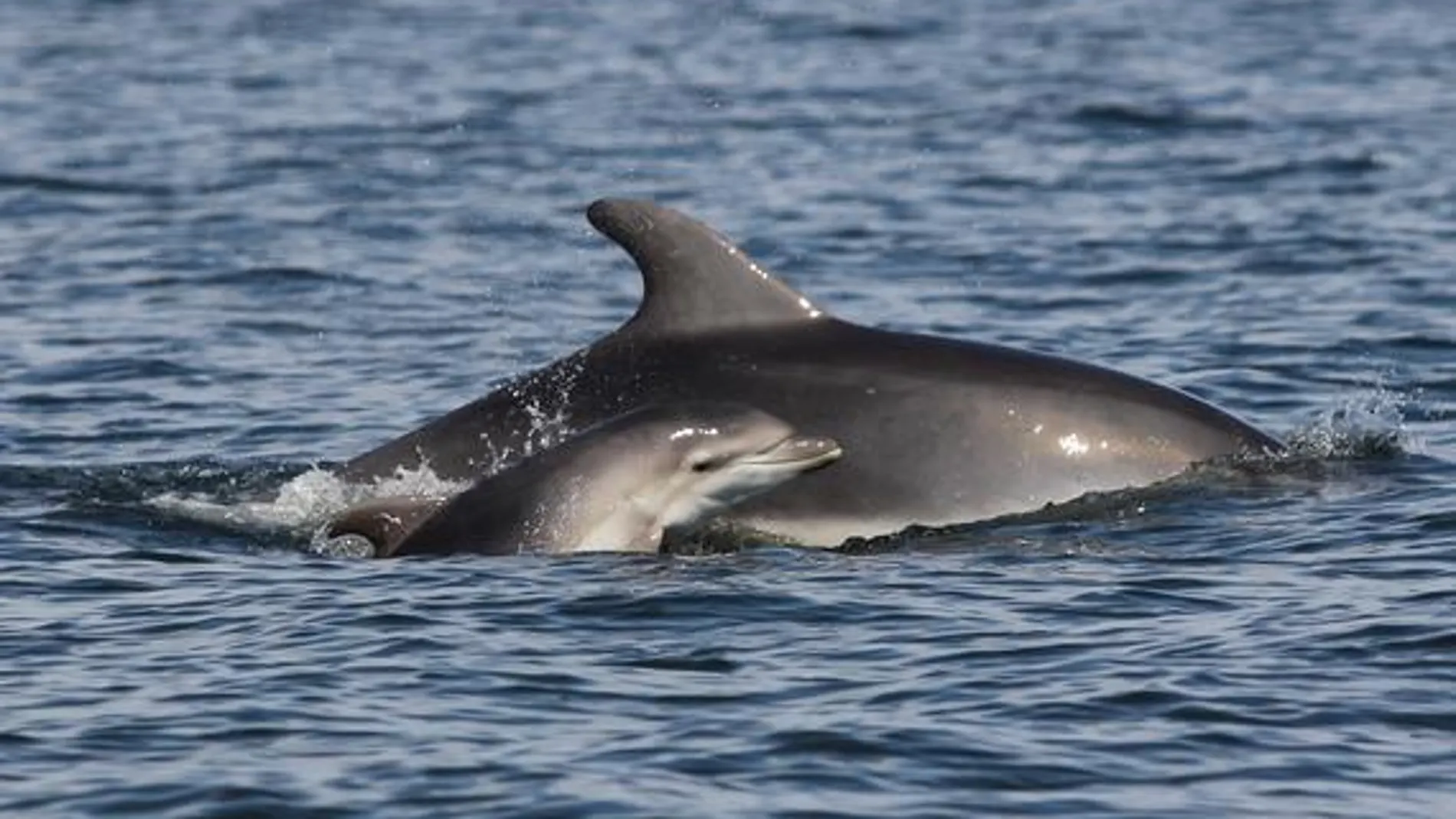 La abundancia total de delfines mulares en las islas Baleares es más pequeña de lo que se pensaba