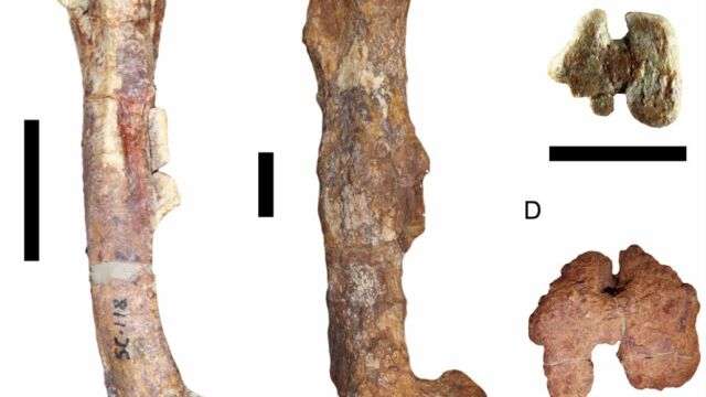 Comparación del fémur de una cría (izquierda) y de un adulto (derecha) de Iguanodon galvensis