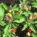Planta de Capsicum