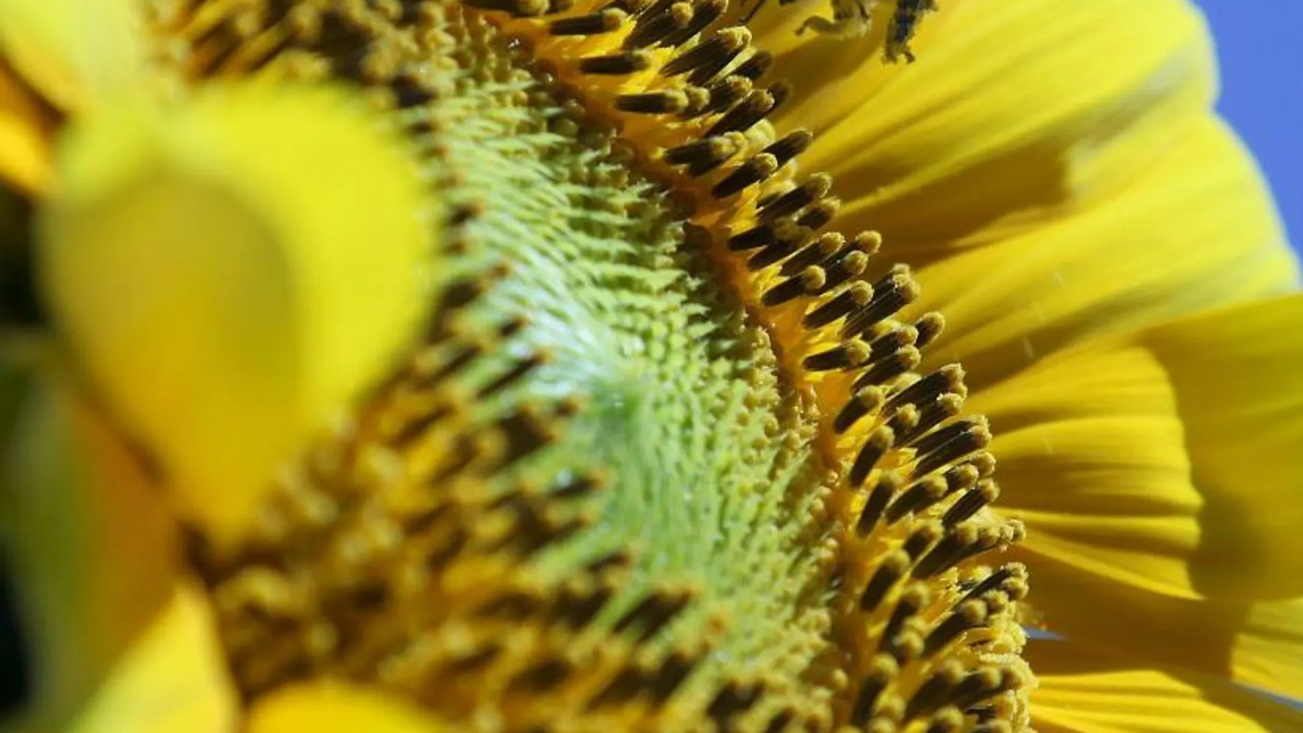 Una abajea cubierta de polen sobrevuela un girasol