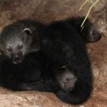 Nacen, por primera vez en Faunia, tres crías de binturong