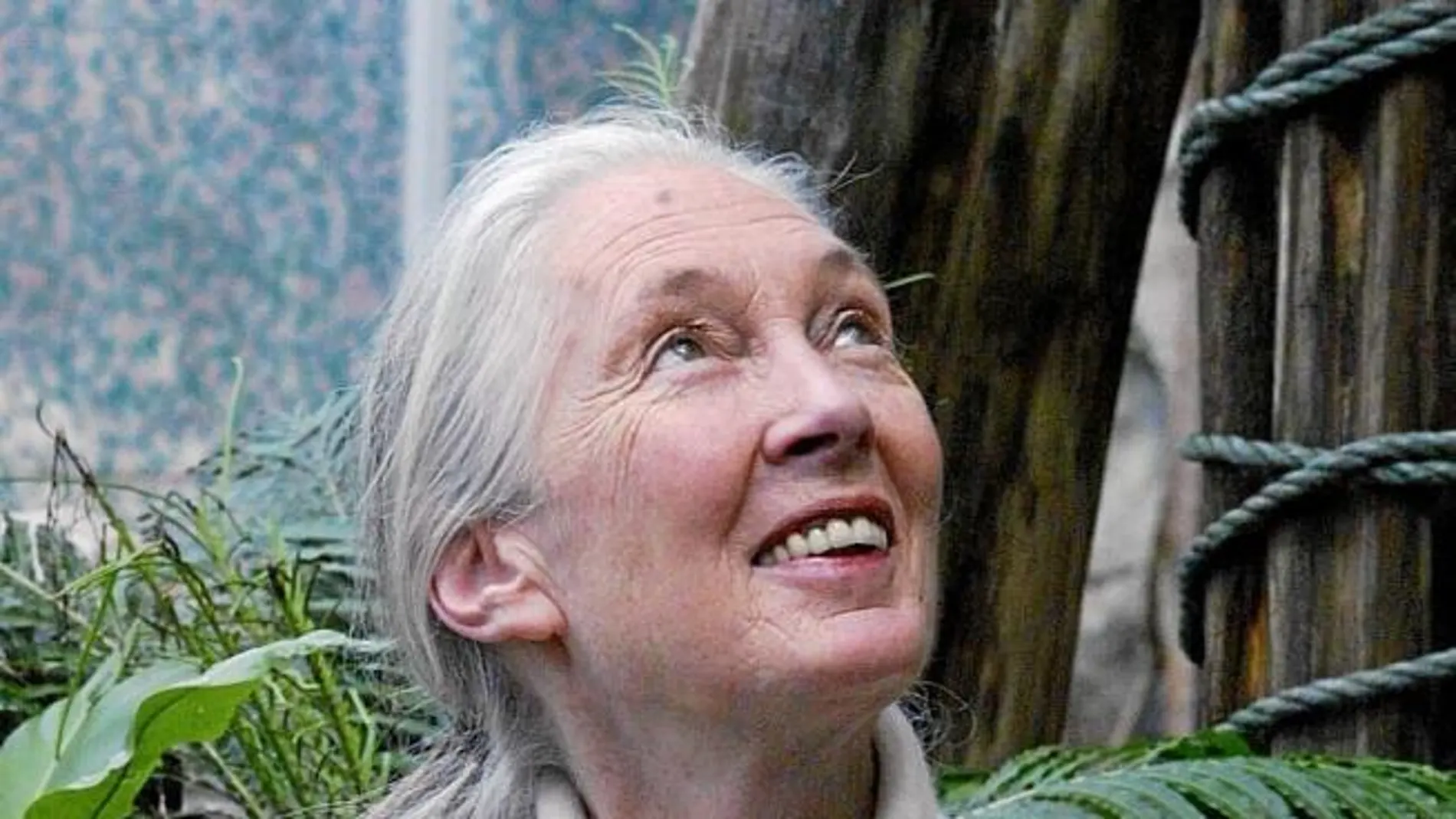 La reconocida primatóloga Jane Goodall