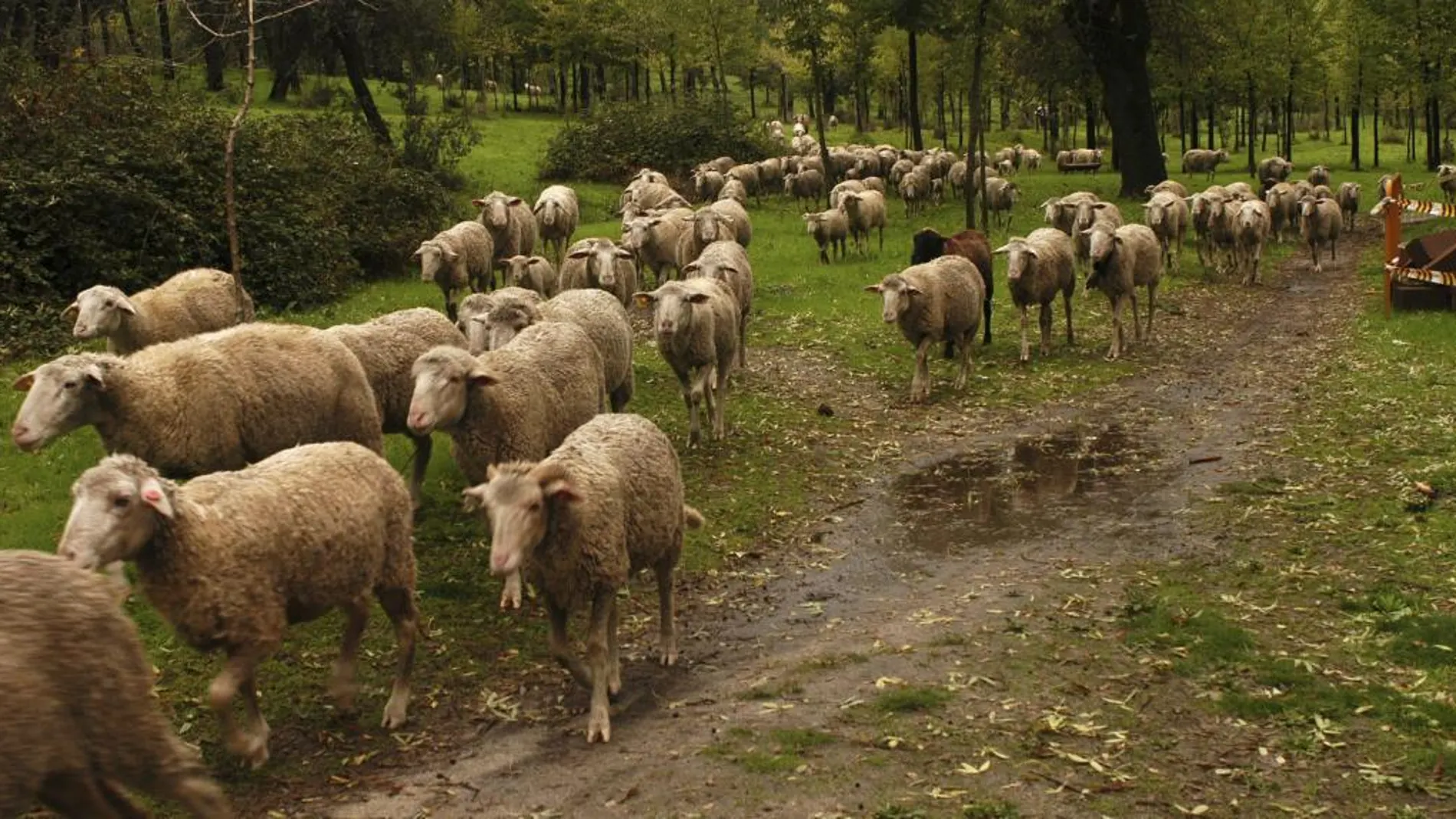 La talla de los animales domésticos ha aumentado a lo largo de la historia