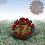 Un virus de la gripe virtual aterriza en la membrana celular