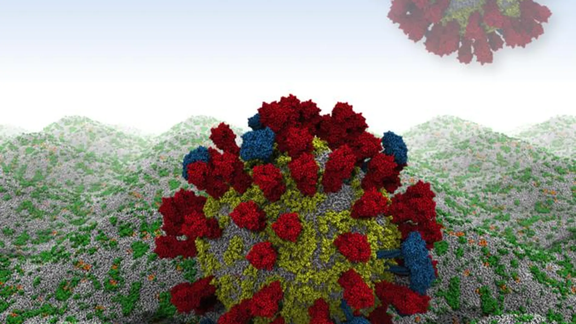 Un virus de la gripe virtual aterriza en la membrana celular