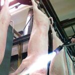 Los precios del porcino bajaron por el veto de Rusia a las importaciones