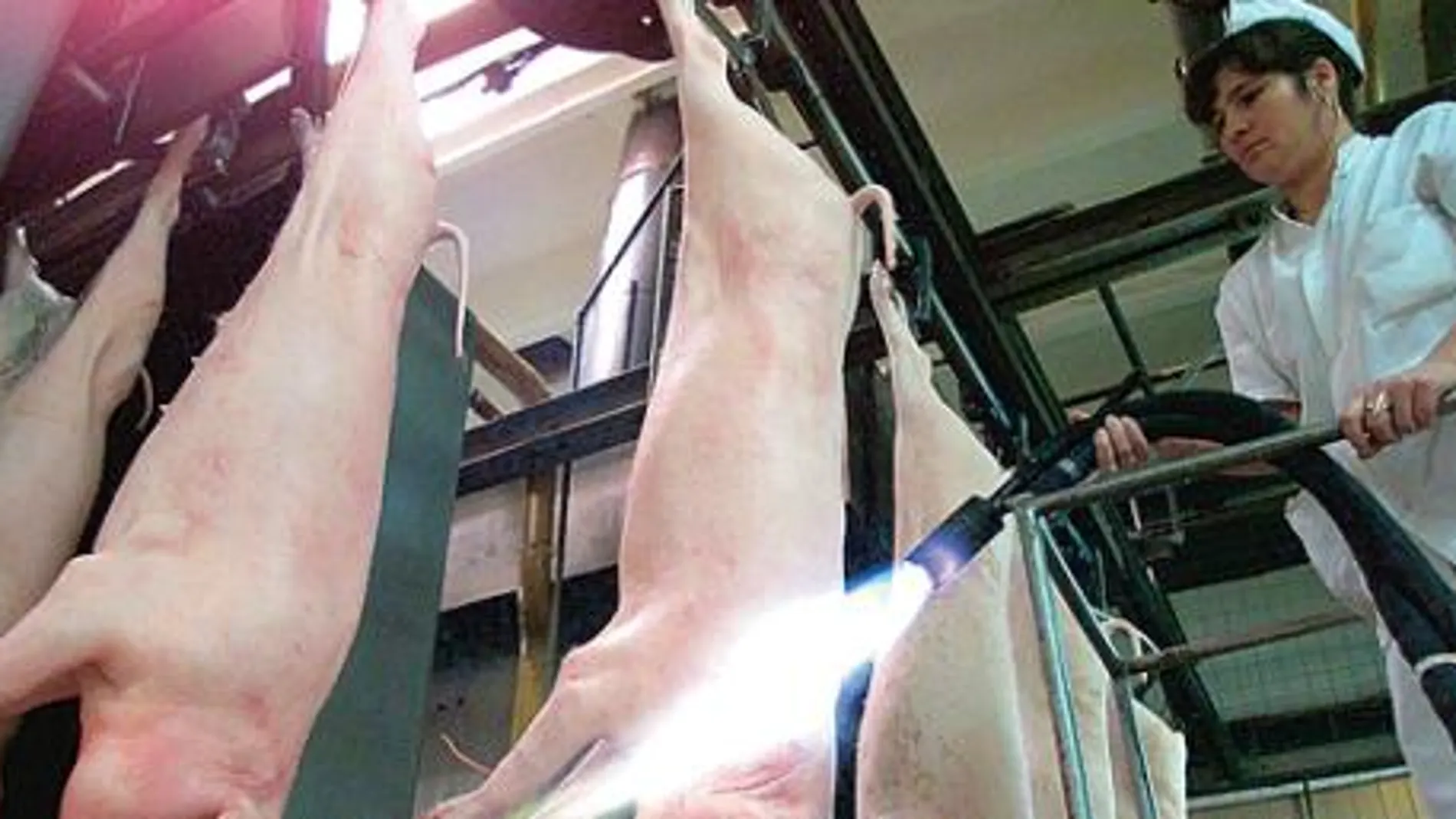 Los precios del porcino bajaron por el veto de Rusia a las importaciones