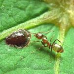 Linepithema humilis, hormiga argentina que ‘sabe’ matemáticas