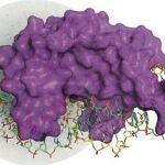 El enzima I-DmoI (purpura) asociada de manera específica a la doble hebra de ADN (amarilla y verde) que va a cortar. /CNIO