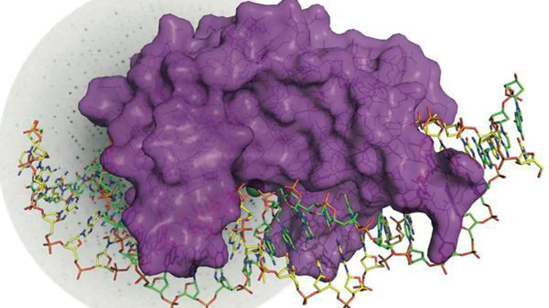 El enzima I-DmoI (purpura) asociada de manera específica a la doble hebra de ADN (amarilla y verde) que va a cortar. /CNIO