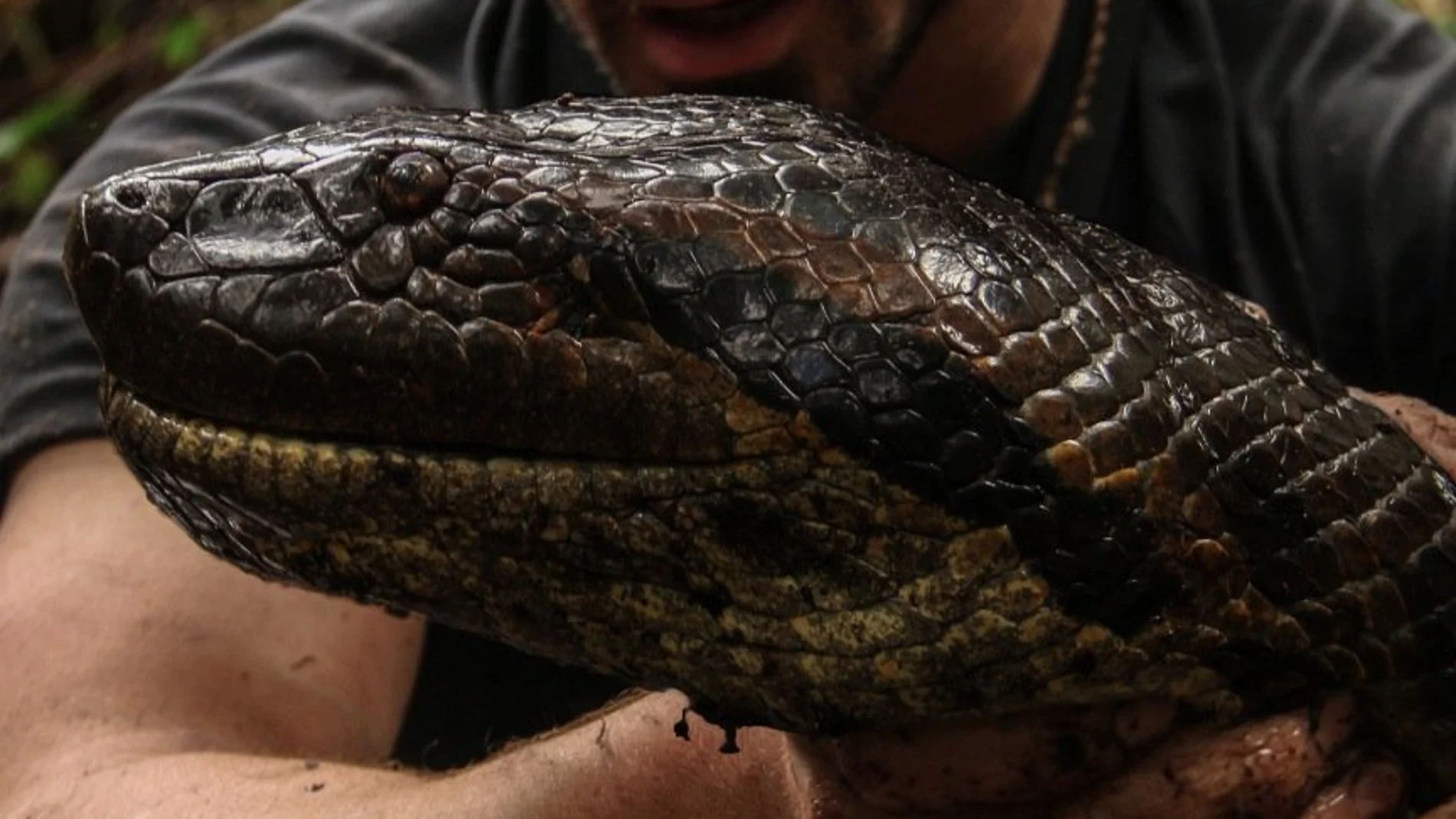 ¿Será esta la anaconda que protagoniza el documental?