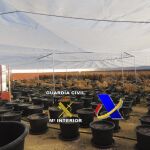 La plantación de marihuana instalada en una plaza de toros de una finca de Almogía (Málaga)